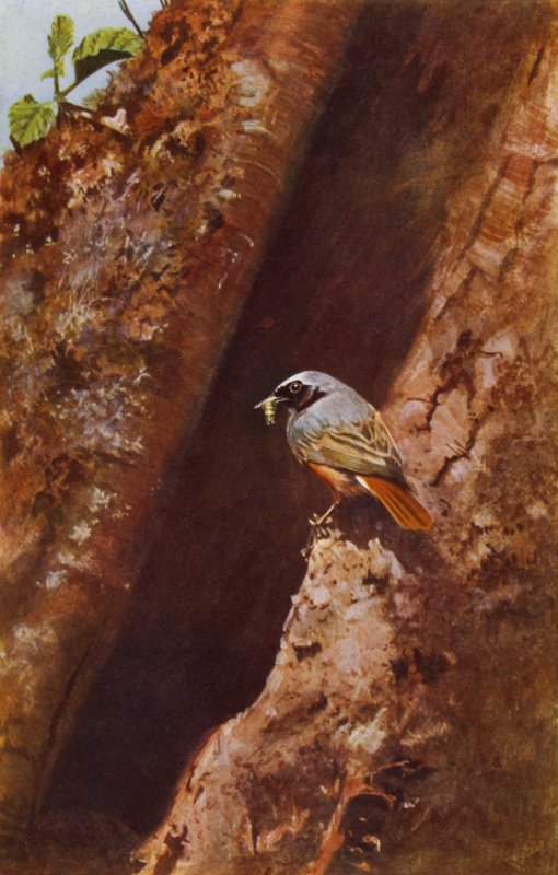 ذكر redstart (صورة) بواسطة ريتشارد وشيري كيرتون
