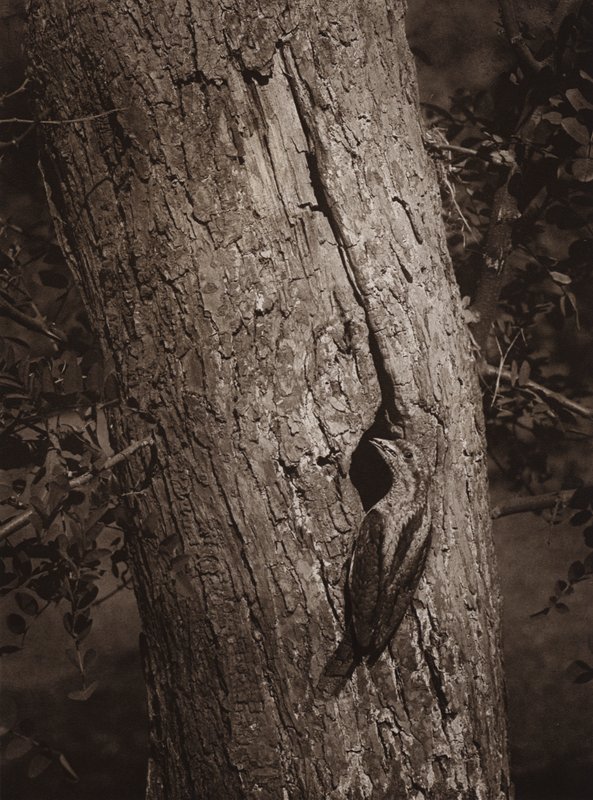 Wryneck في حفرة التعشيش (صورة بالأبيض والأسود) بواسطة ريتشارد وشيري كيرتون