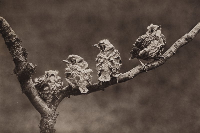 القلاع الصغيرة القلاع (صورة b / w) بواسطة ريتشارد وشيري كيرتون