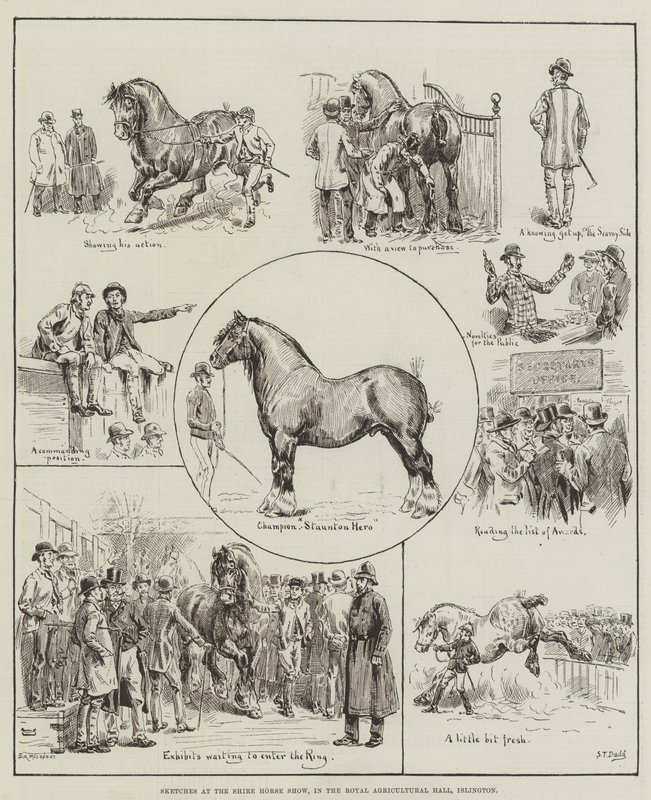 اسكتشات في معرض Shire Horse ، في القاعة الزراعية الملكية ، Islington بواسطة سانت داد