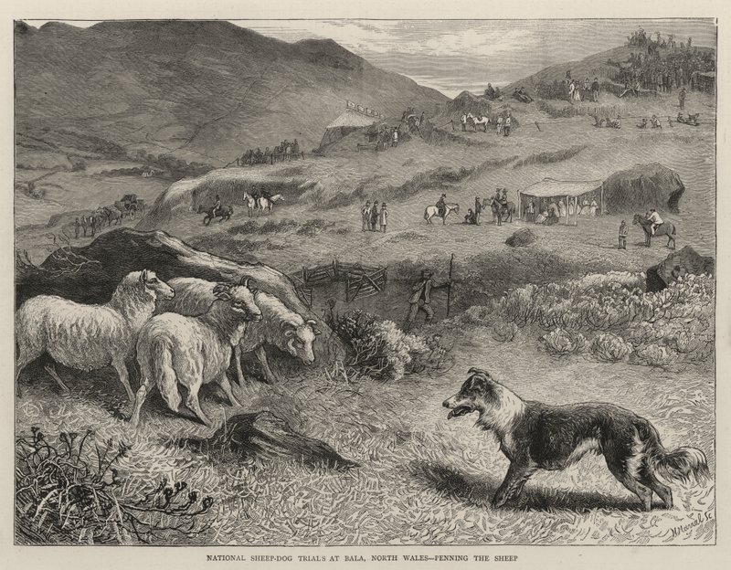 المحاكمات الوطنية للأغنام والكلاب في بالا ، شمال ويلز ، Penning the Sheep بواسطة صموئيل إدموند والر