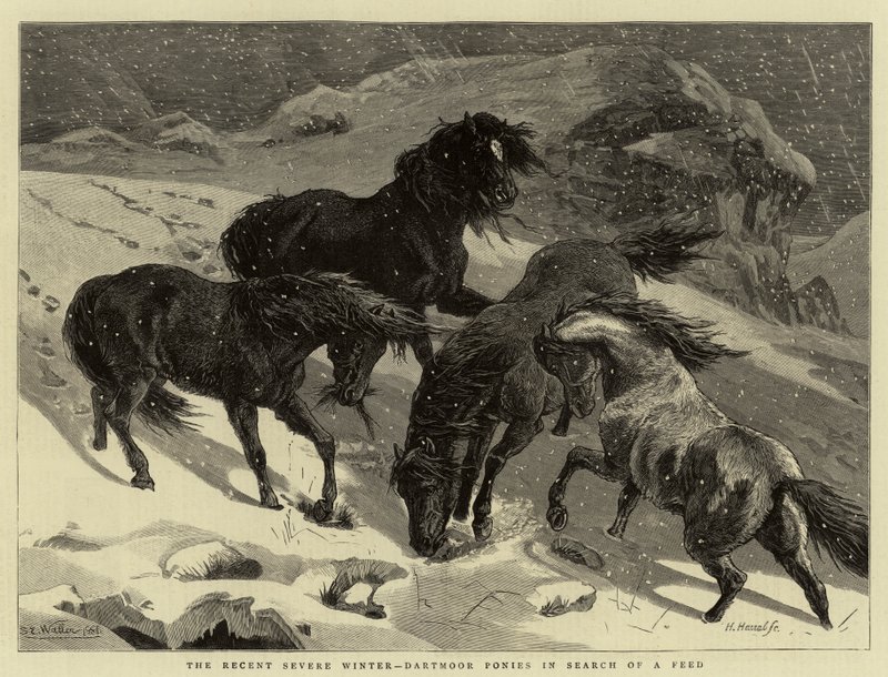 الشتاء القاسي الأخير ، Dartmoor المهور بحثًا عن تغذية بواسطة صموئيل إدموند والر