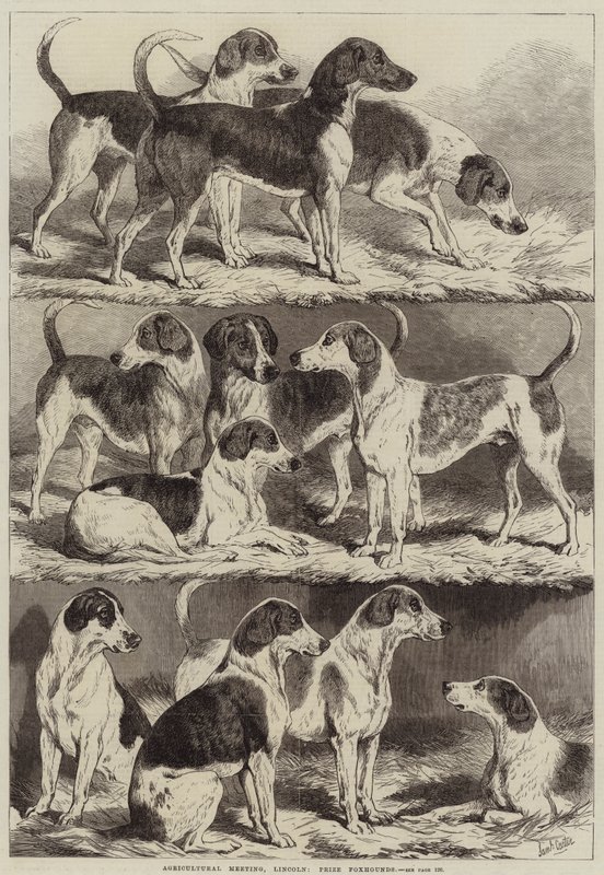 الاجتماع الزراعي ، لينكولن ، جائزة Foxhounds بواسطة صموئيل جون كارتر