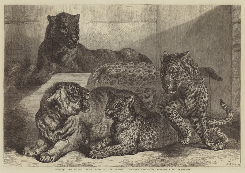 تمت إضافة Leopards و Tigress مؤخرًا إلى مجموعة جمعية علم الحيوان ، Regent&39;s Park بواسطة صموئيل جون كارتر