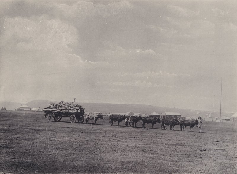 عربة الثور (صورة ب / ث) بواسطة مصور جنوب أفريقي