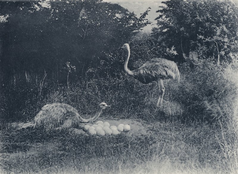 النعام والبيض (صورة b / w) بواسطة مصور جنوب أفريقي
