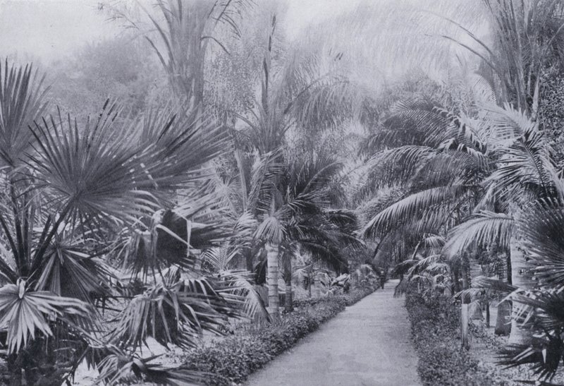 شارع النخيل ، الحدائق النباتية ، ديربان (صورة b / w) بواسطة مصور جنوب أفريقي