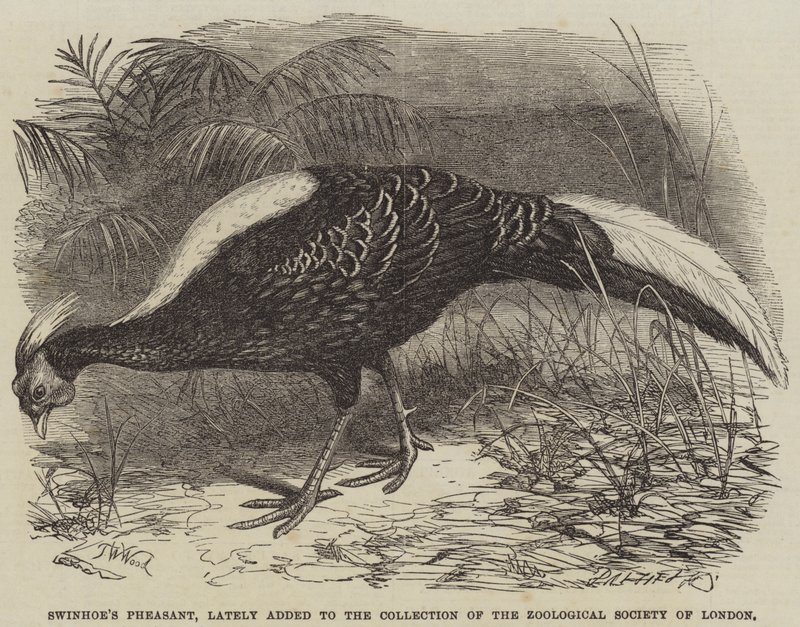تمت إضافة Swinhoe&39;s Pheasant مؤخرًا إلى مجموعة جمعية علم الحيوان في لندن بواسطة توماس دبليو وود