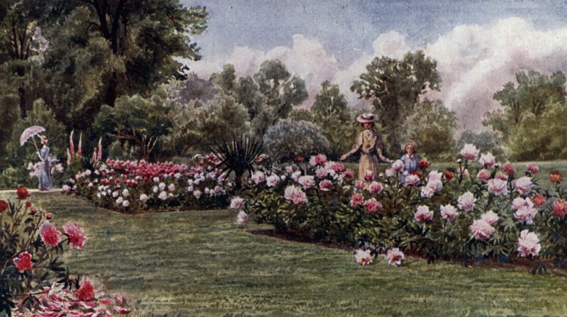 Kew Gardens: The Peonies (colour litho) بواسطة توماس ماور مارتن