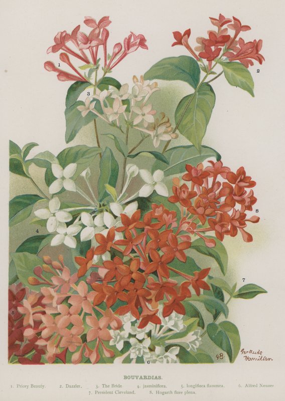 Bouvardias بواسطة غير معروف غير معروف