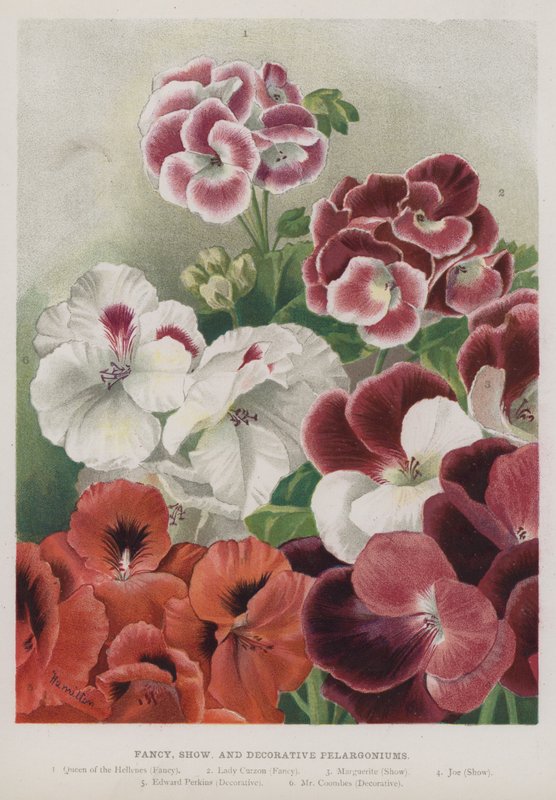 يتوهم ، وتظهر ، و Pelargoniums الزخرفية بواسطة غير معروف غير معروف