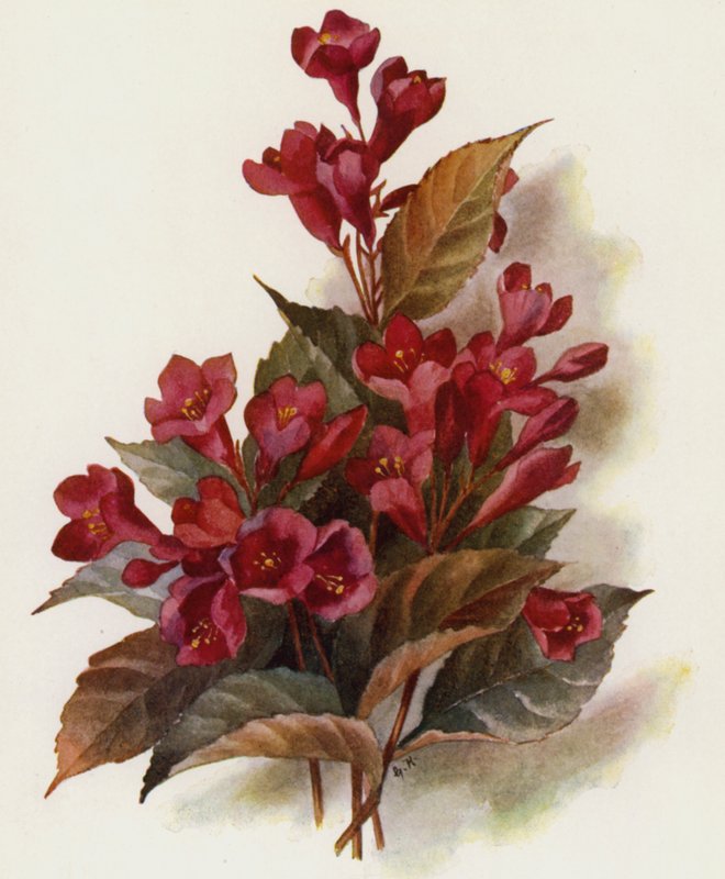 Weigela v Eva Rathke بواسطة غير معروف غير معروف