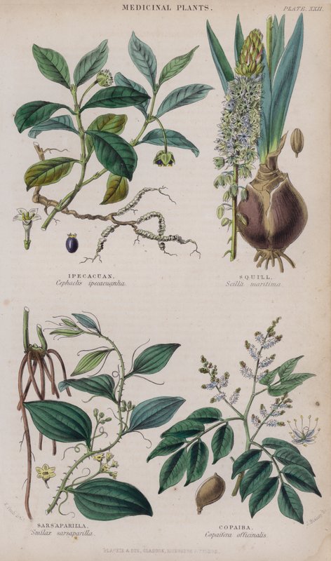 Ipecacuan; Squill; Sarsaparilla; Copaiba (coloured engraving) بواسطة دبليو فيتش
