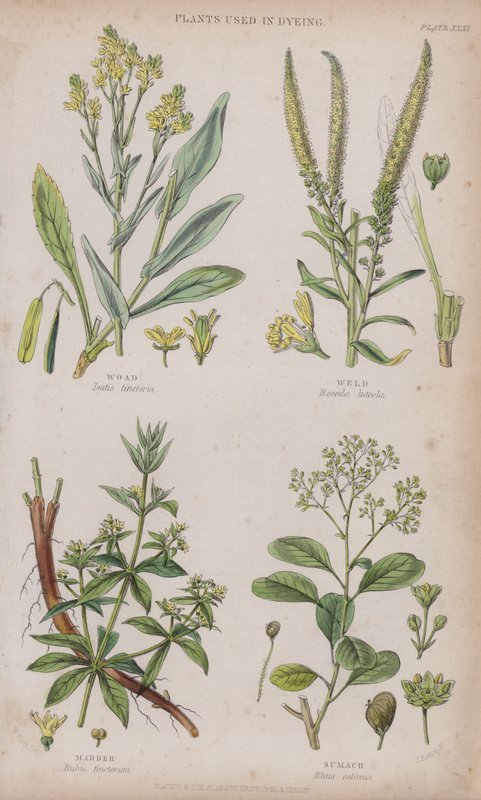 Woad. اللحام. الجنّة. السماق (نقش ملون) بواسطة دبليو فيتش