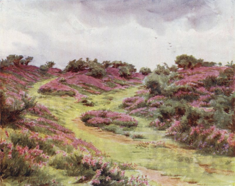 الغابة الجديدة: Bell Heather في Setley Plain (لون ليثو) بواسطة والتر فريدريك روف تندل