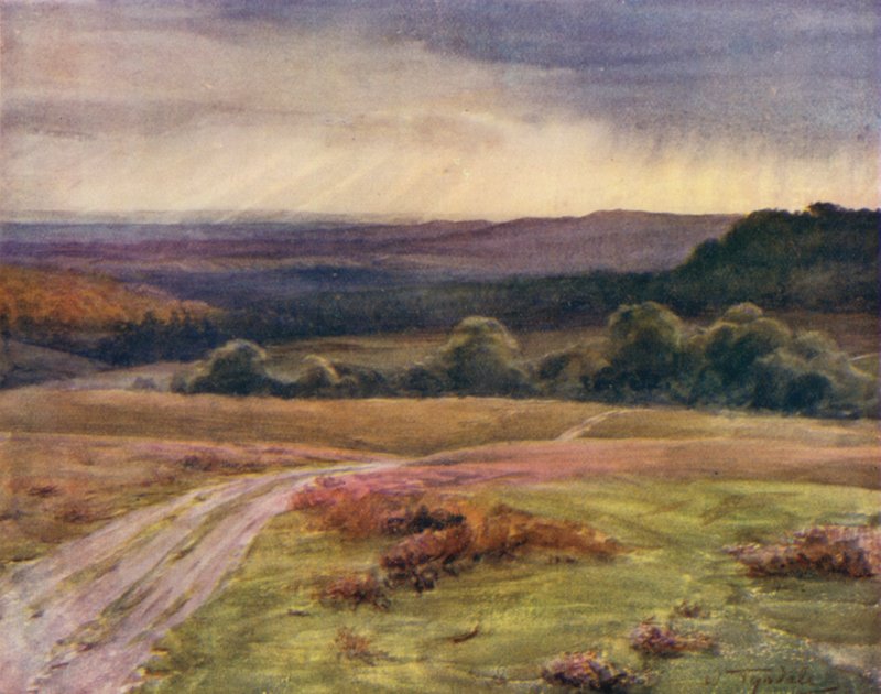 الغابة الجديدة: Boldrewood Walk ، Puck Pitts ، من Fritham Road (color litho) بواسطة والتر فريدريك روف تندل