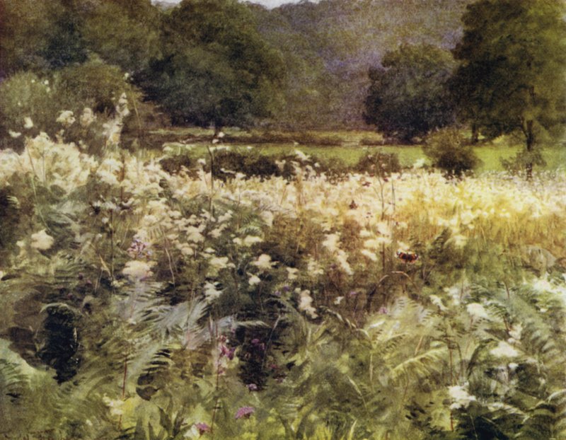الغابة الجديدة: Meadow Sweet near Royden (لون ليثو) بواسطة والتر فريدريك روف تندل