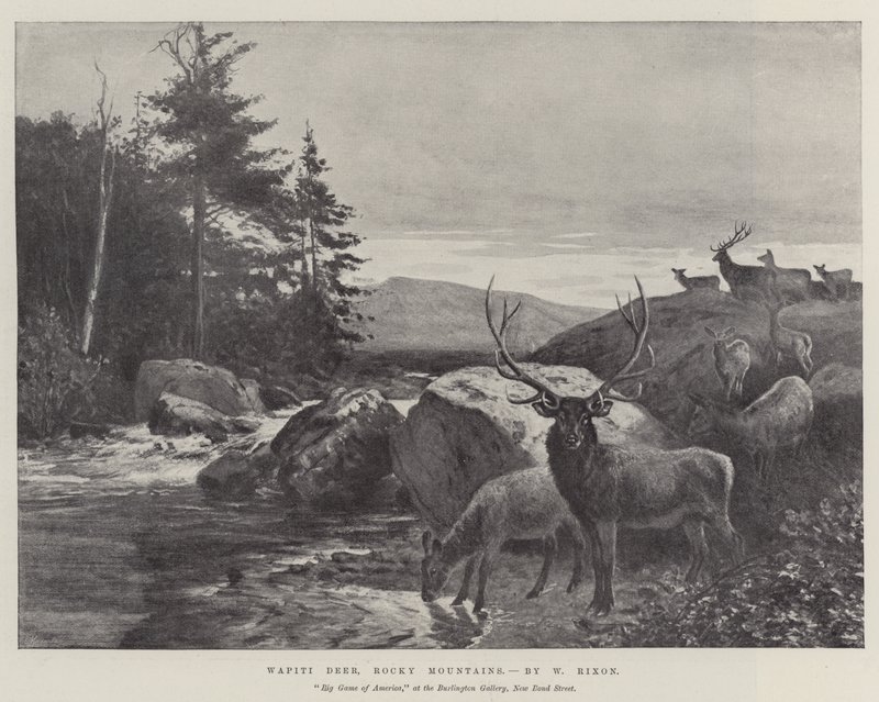 Wapiti Deer ، جبال روكي بواسطة وليام أوغسطس ريكسون