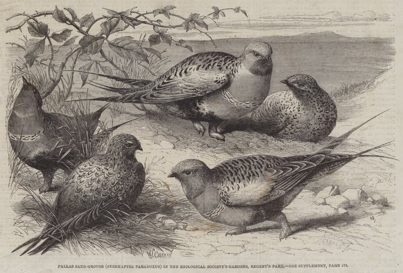 Pallas Sand-Grouse (مفارقة تناقضية) في حدائق جمعية علم الحيوان ، حديقة ريجينت بواسطة وليام ستيفن كولمان