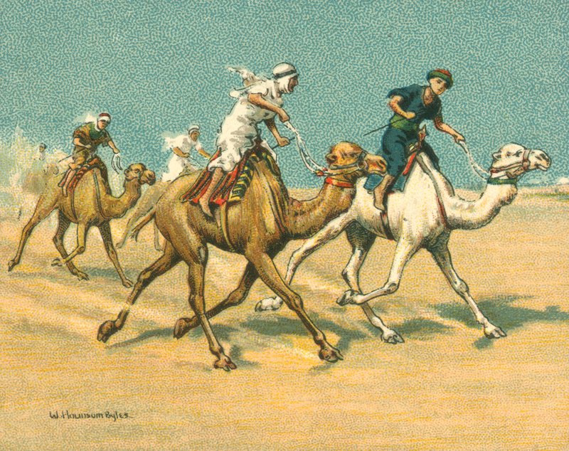 أجناس تاريخية وحديثة ، سباقات الإبل (كروموليثو) بواسطة وليام هونسوم بايلز