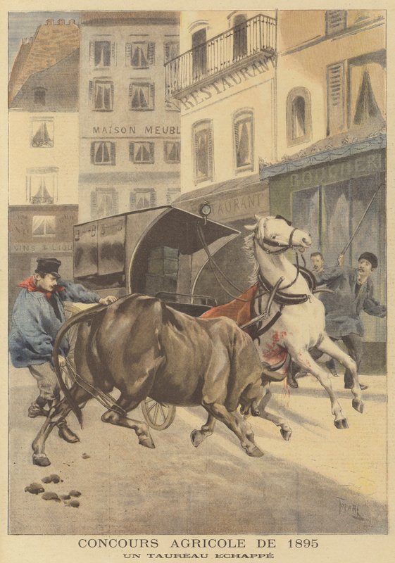 المعرض الزراعي لعام 1895. ثور هارب بواسطة بعد أوزوالدو توفاني