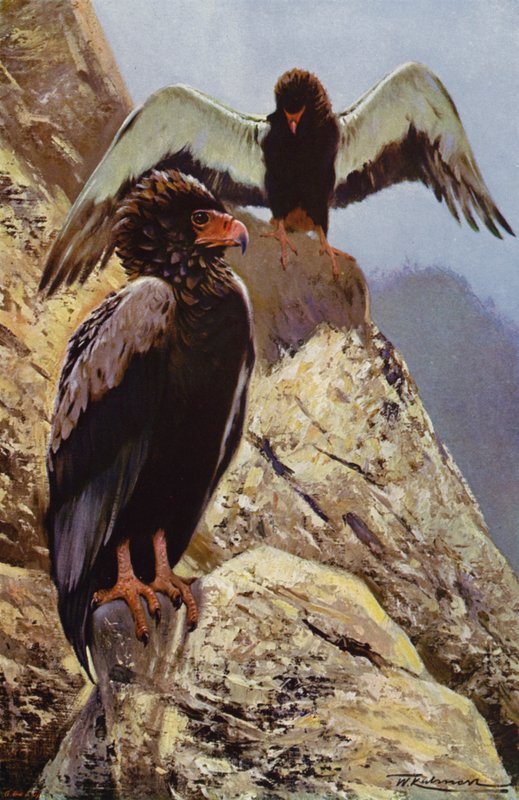 Bateleur النسر بواسطة بعد فيلهلم كونرت