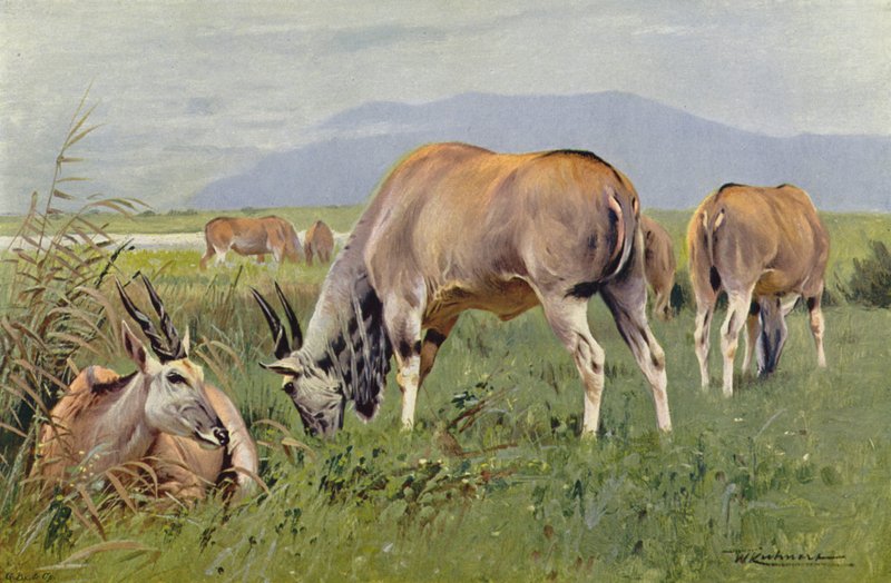 Eland بواسطة بعد فيلهلم كونرت