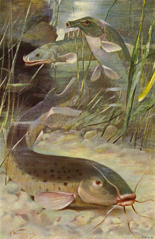 سمك السلور الكهربائي ، بشير ، Trunkfish بواسطة بعد فيلهلم كونرت