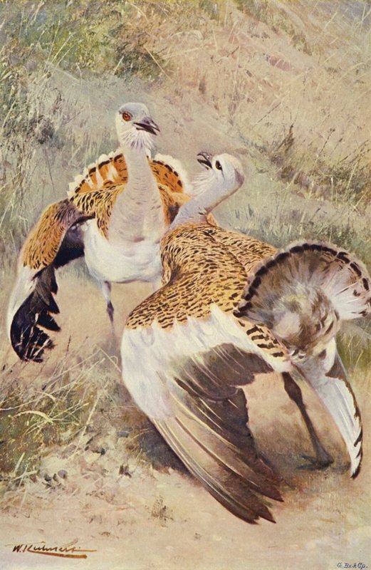 الصبي العظيم بواسطة بعد فيلهلم كونرت