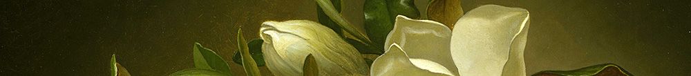 Magnolias على القماش المخملي الذهبي (Martin Johnson Heade)
