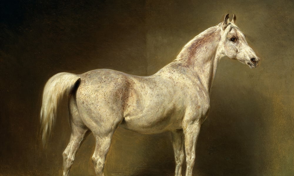 خيل