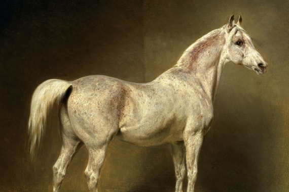 خيل