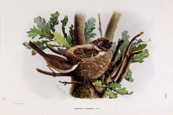 Eugenio and Dressler Oscar Bettoni